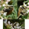 Andrena labialis